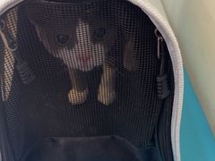 -天宠宠物医院24小时·急重症诊疗中心·全科·腔镜特色(和平分院)