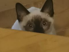 -欣宠猫屋·矮脚拿破仑·蓝金金渐层