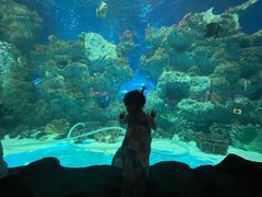 -芜湖新华联大白鲸海洋公园