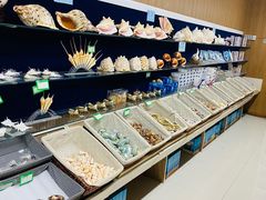 -青岛贝壳博物馆