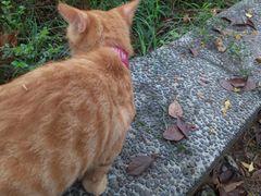 -瑞派名望24h动物医院异宠专科·猫专科·骨科·重症监护分院