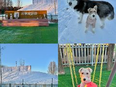 -宠乐会宠物乐园