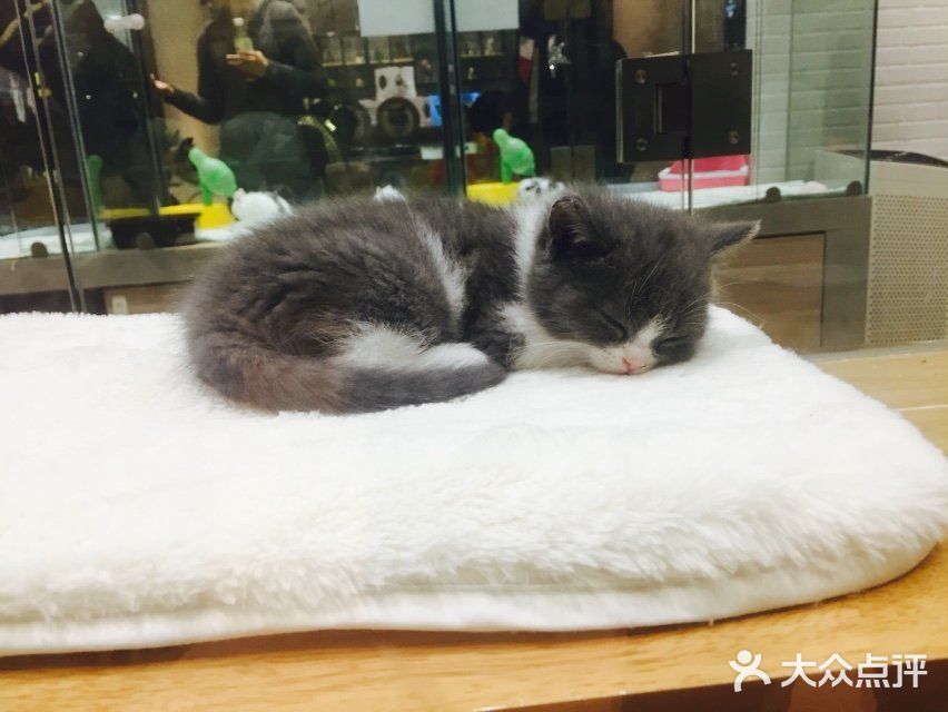 呆萌小猫的妖娆睡姿[笑哭]