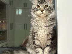 -欣宠猫屋·矮脚拿破仑·蓝金金渐层
