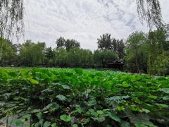 -莲湖公园