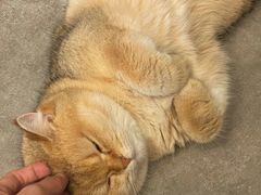 -翊宠yipet猫狗购宠庄园犬舍•猫舍