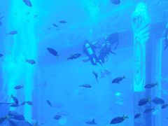 -亚特兰蒂斯•OSSIANO奥西亚诺海底餐厅