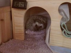 吃饼人披萨(西南角店)-吃饼人西餐(南开店)