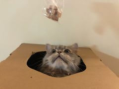 -猫和宫(六道口店)