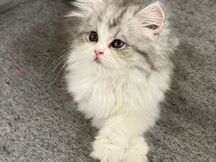 -lincat·猫舍(广州店)