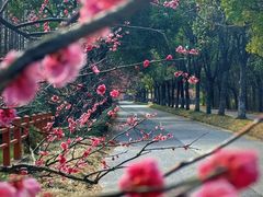 -上海海湾国家森林公园