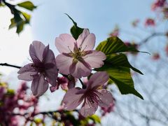 -顾村公园