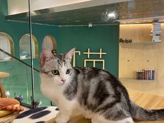 -飞行喵MR PILOT|猫舍·猫咖(静安大融城店)