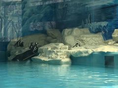 企鹅馆-北京动物园