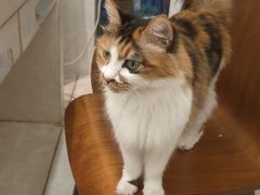 -玫瑰咖啡(中山六路店)