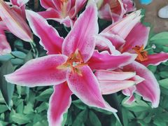 -金科花卉市场