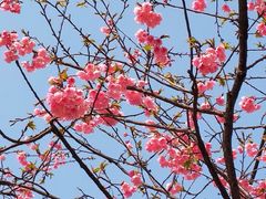 -绵阳盛世樱花悠乐谷