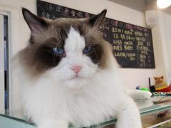 -Heymao猫咖.咖啡厅(东门店)