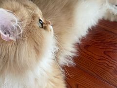 -欣宠猫屋·矮脚拿破仑·蓝金金渐层