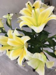 -熙朵美学植发连锁