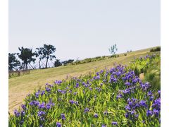 -小麦岛公园