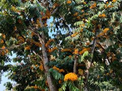 -中国科学院西双版纳热带植物园