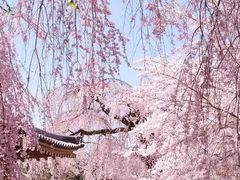 -醍醐寺