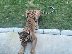 -北京野生动物园