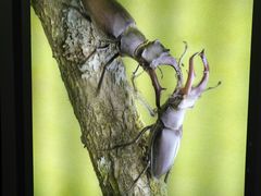 -上海昆虫博物馆