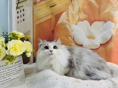 -爱洗澡的猫(望京店)