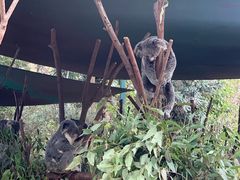 -可伦宾野生动物保护区
