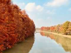 -上海海湾国家森林公园