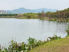 -飞来湖湿地公园