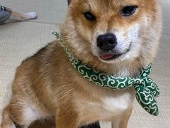 -逗柴咖啡屋·狗咖猫咖宠物桌游