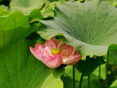 -陈家山荷花公园