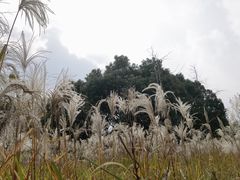 -梁鸿国家湿地公园