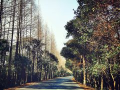 -上海海湾国家森林公园