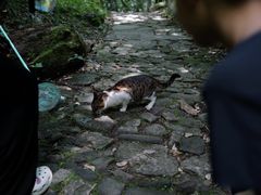 -天目山大树王景区