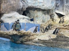 -帝企鹅自助餐厅•儿童岛•真企鹅(长隆企鹅酒店)