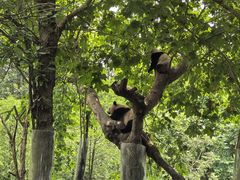 -都江堰中华大熊猫苑