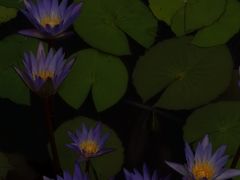 -国家植物园南园