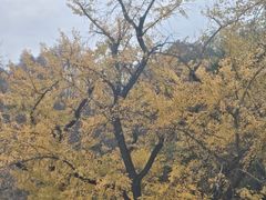 -千年银杏谷文化旅游区