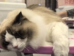 -FAELING PETS美天灵宠物(富力广场店)