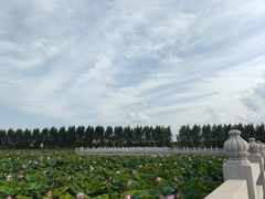 -呼兰河口湿地公园