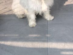 -艾贝尔宠物医院·狂犬免疫点(江山金象城店)