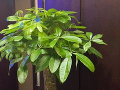 -沪碟·精菜坊(闵行店)