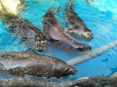 -华夏文旅海洋公园