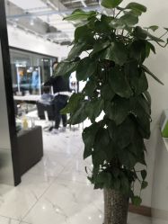 -华卫思理轻奢造型