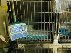 -仁华宠物医院(青羊店)