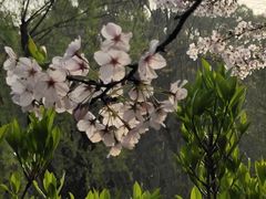 -高东镇樱花园